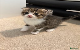 Scottish Fold cats for sale: Beautiful Scottish food for sale  - Image 6