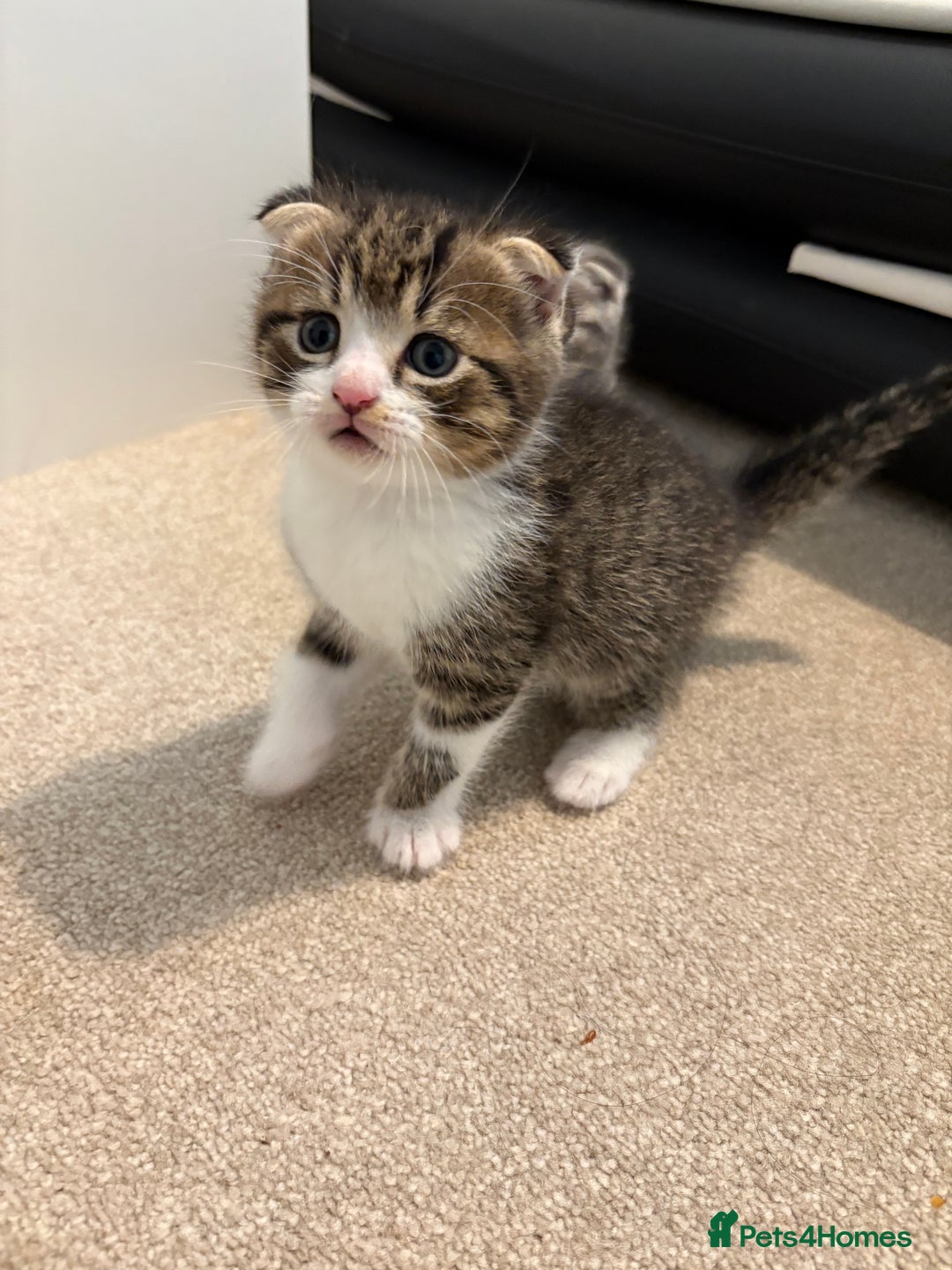 Scottish Fold cats for sale: Beautiful Scottish food for sale  - Image 6
