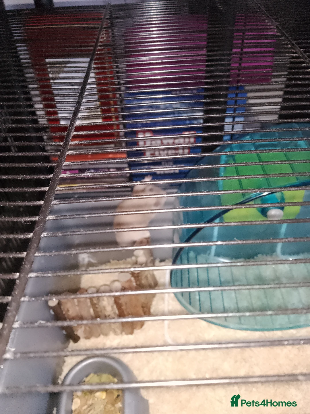 Hamster rodents for sale: Hamster with all the accessories for sale  in Basingstoke - Advert 3
