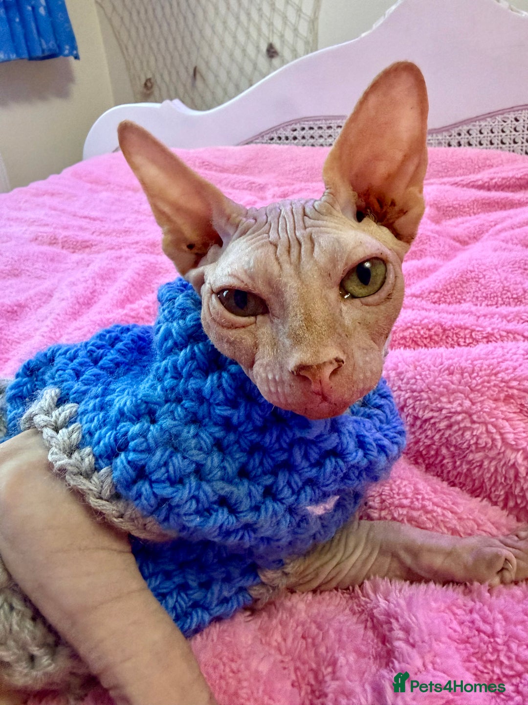 Sphynx cats for sale: 4 months baby Male sphynx - Advert 8