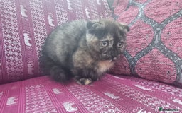 Munchkin cats for sale: Munchkin x Scottish Fold - Image 17