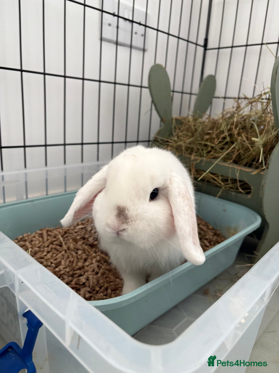 Mixed Breed rabbits for sale: Bunnies available for adoption  - Advert 2