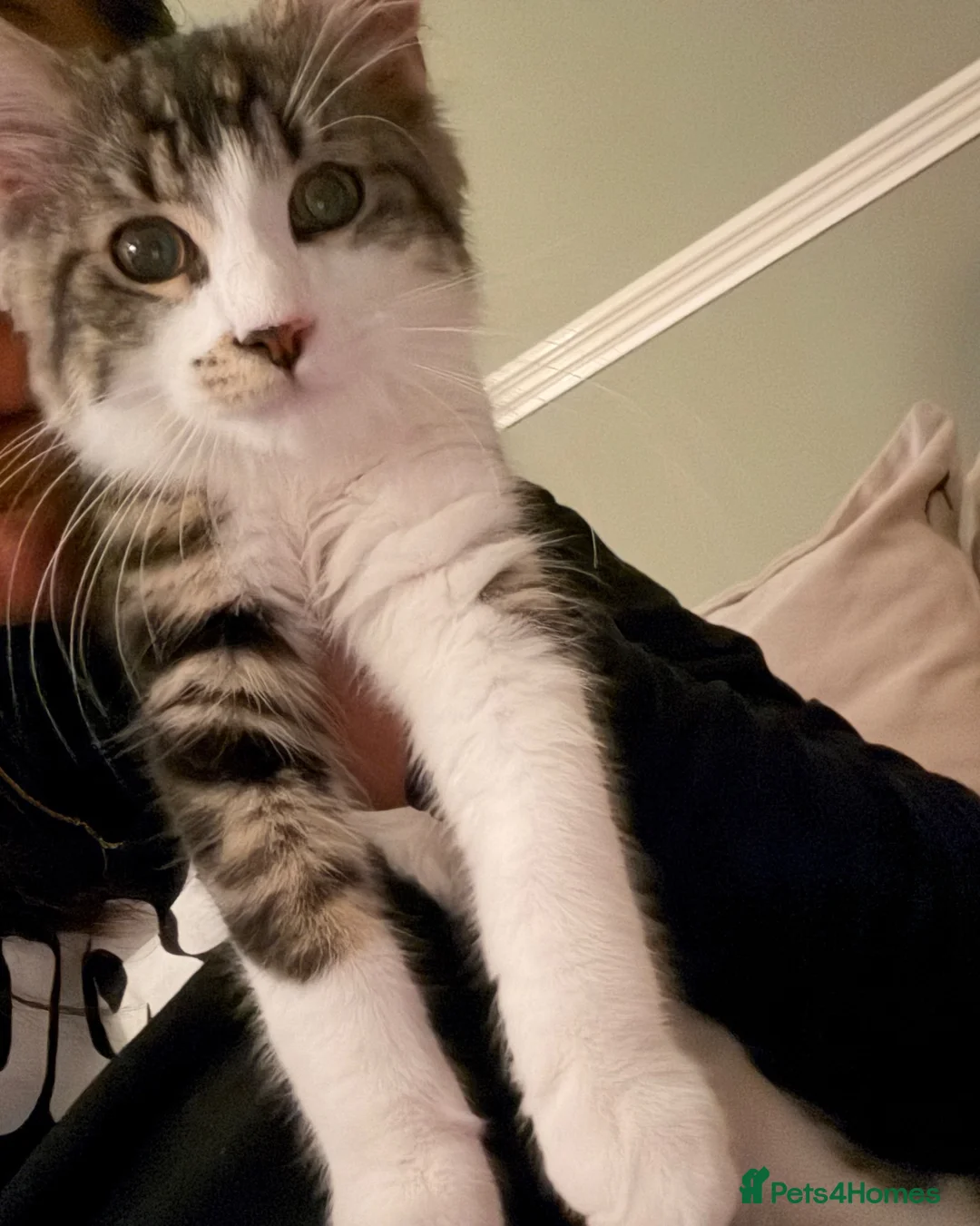 Mixed Breed cats for sale: Gorgeous 6 month old kitten looking for a new home in London - Advert 4