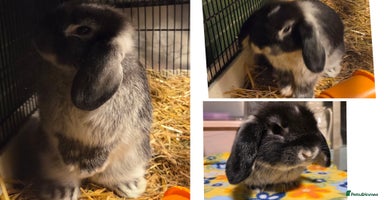 Mini Lop rabbits Beautiful Minilop girl bunnie available  - Advert 7