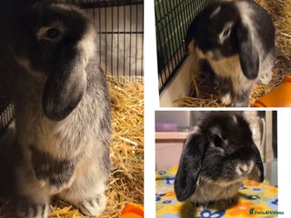 Mini Lop rabbits 1 Beautiful minilop left 1 female available - Advert 1