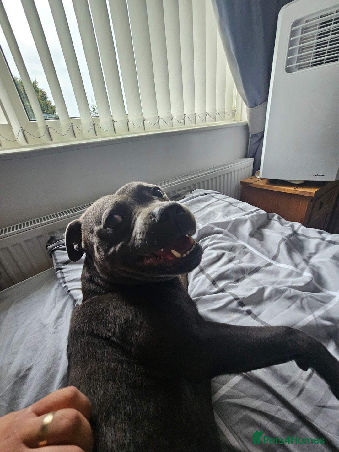 Staffordshire Bull Terrier dogs for stud: Staffordshire bull terrier  in Mansfield - Advert 1