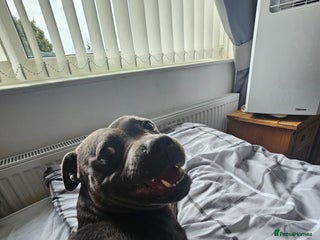 Staffordshire Bull Terrier dogs in Mansfield - Advert 15