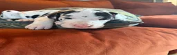 Great Dane dogs for sale: Great Dane puppies for sale  in Wakefield - Advert 21