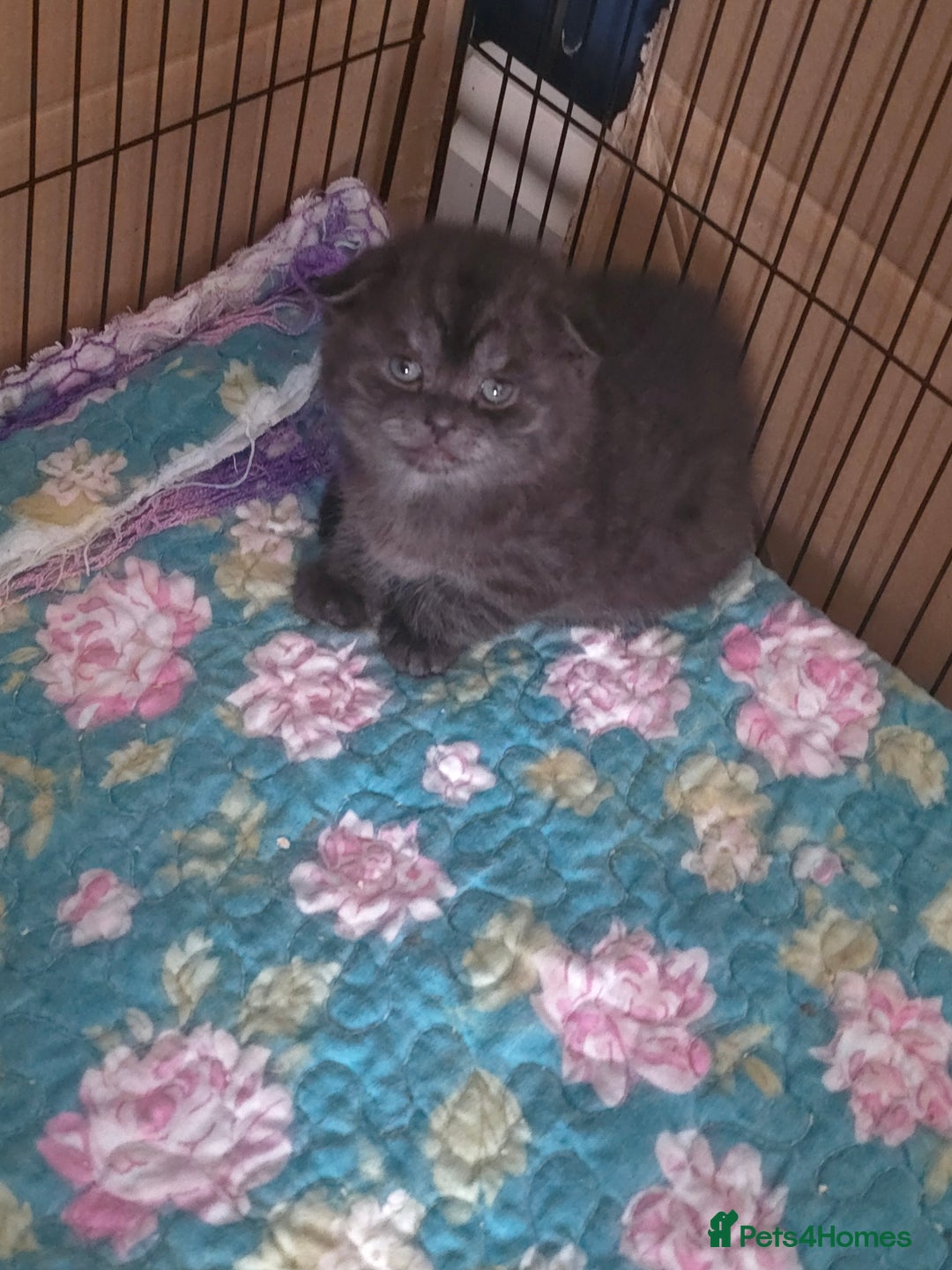 Scottish Fold cats for sale: 🥰💕Reservation list for 3 kittens is open💜🩵 - Advert 5