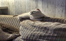 British Shorthair cats for sale: Beautiful British Shorthair girls – Ready Now! - Image 15