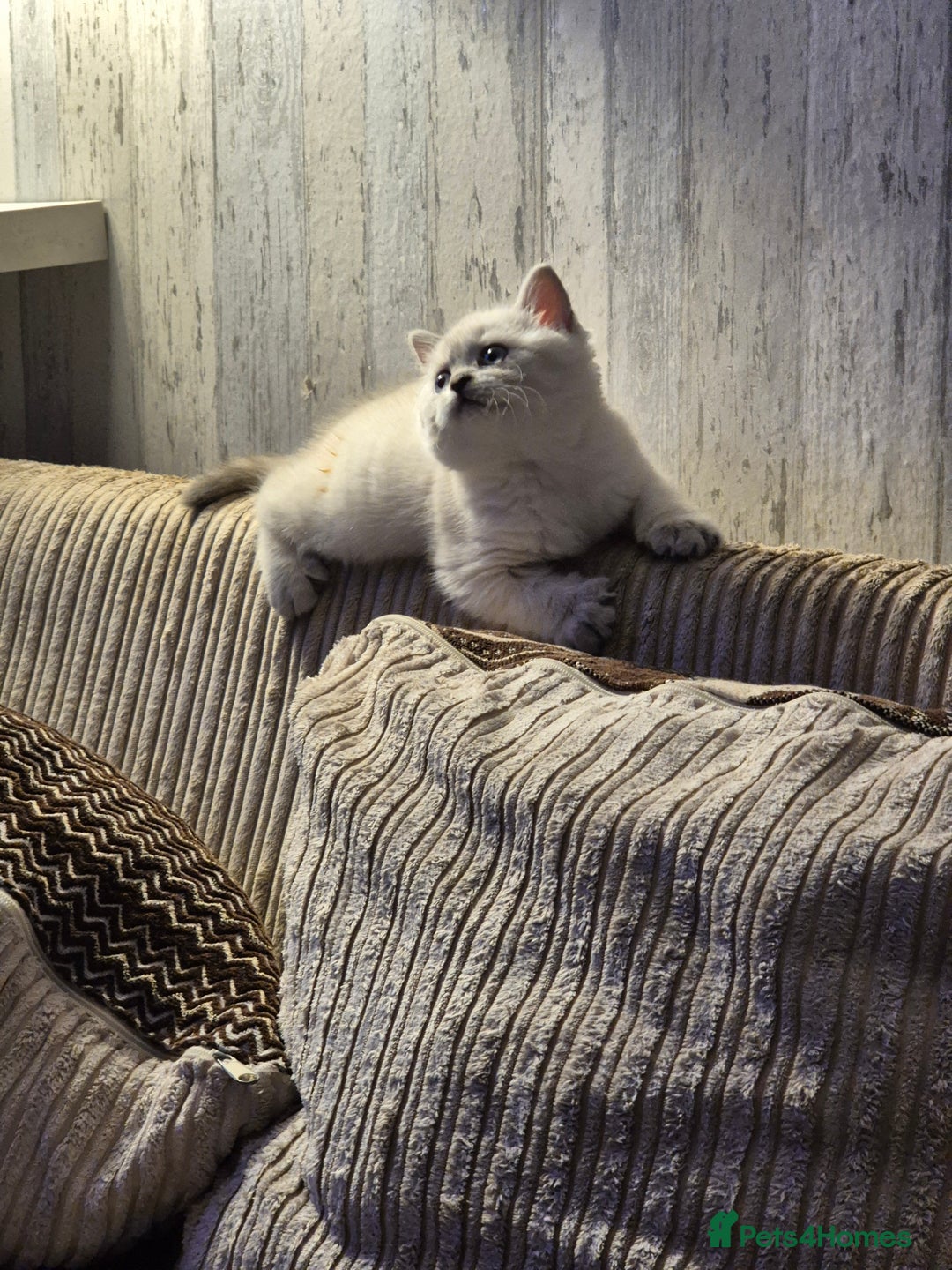 British Shorthair cats for sale: Beautiful British Shorthair girls – Ready Now! - Image 15