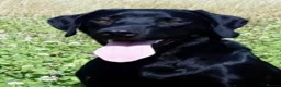 Labrador Retriever dogs for sale: KC REGISTERED WORKING LINE BLACK LABRADOR PUPPIES  - Advert 1