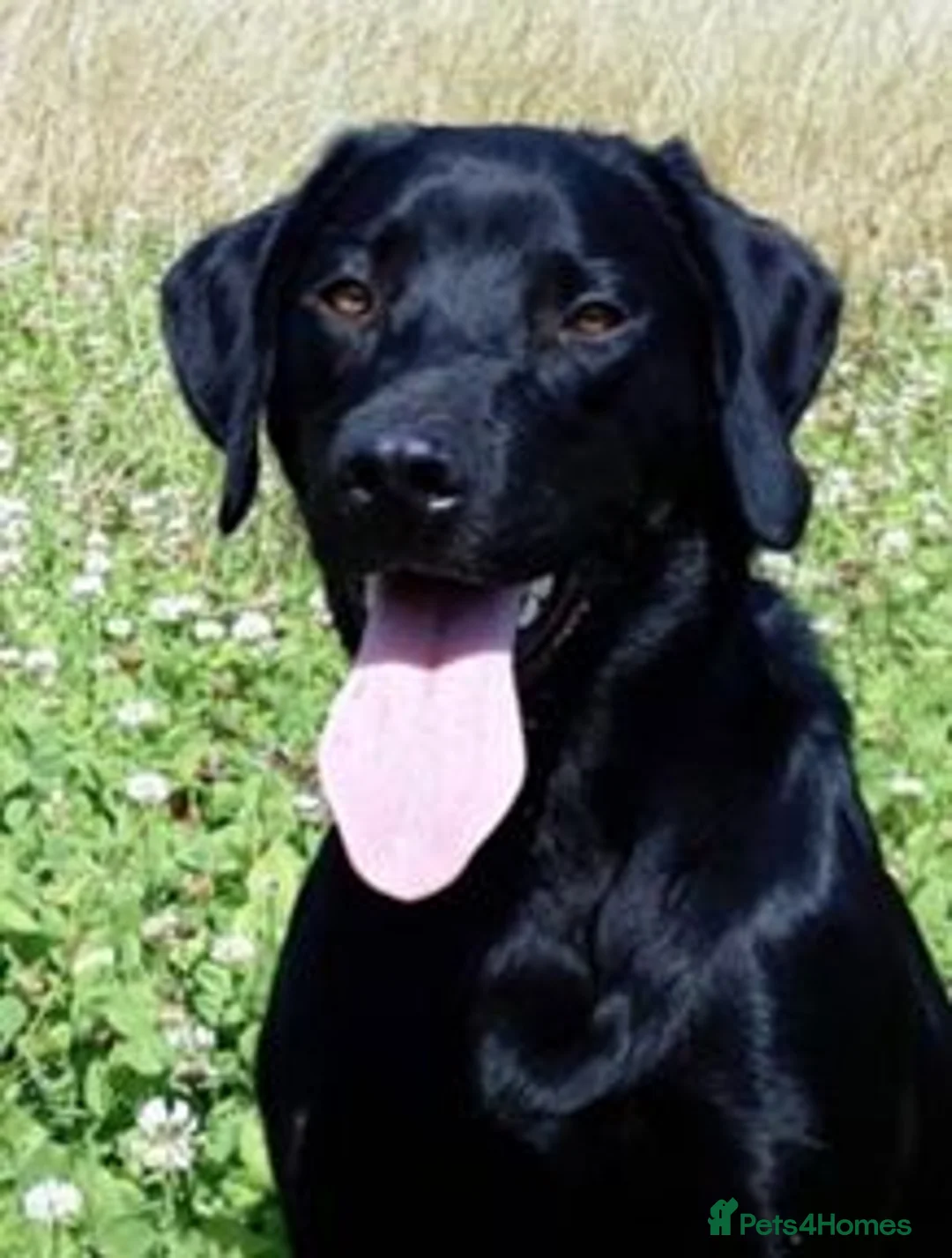 Labrador Retriever dogs for sale: KC REGISTERED WORKING LINE BLACK LABRADOR PUPPIES  - Advert 1