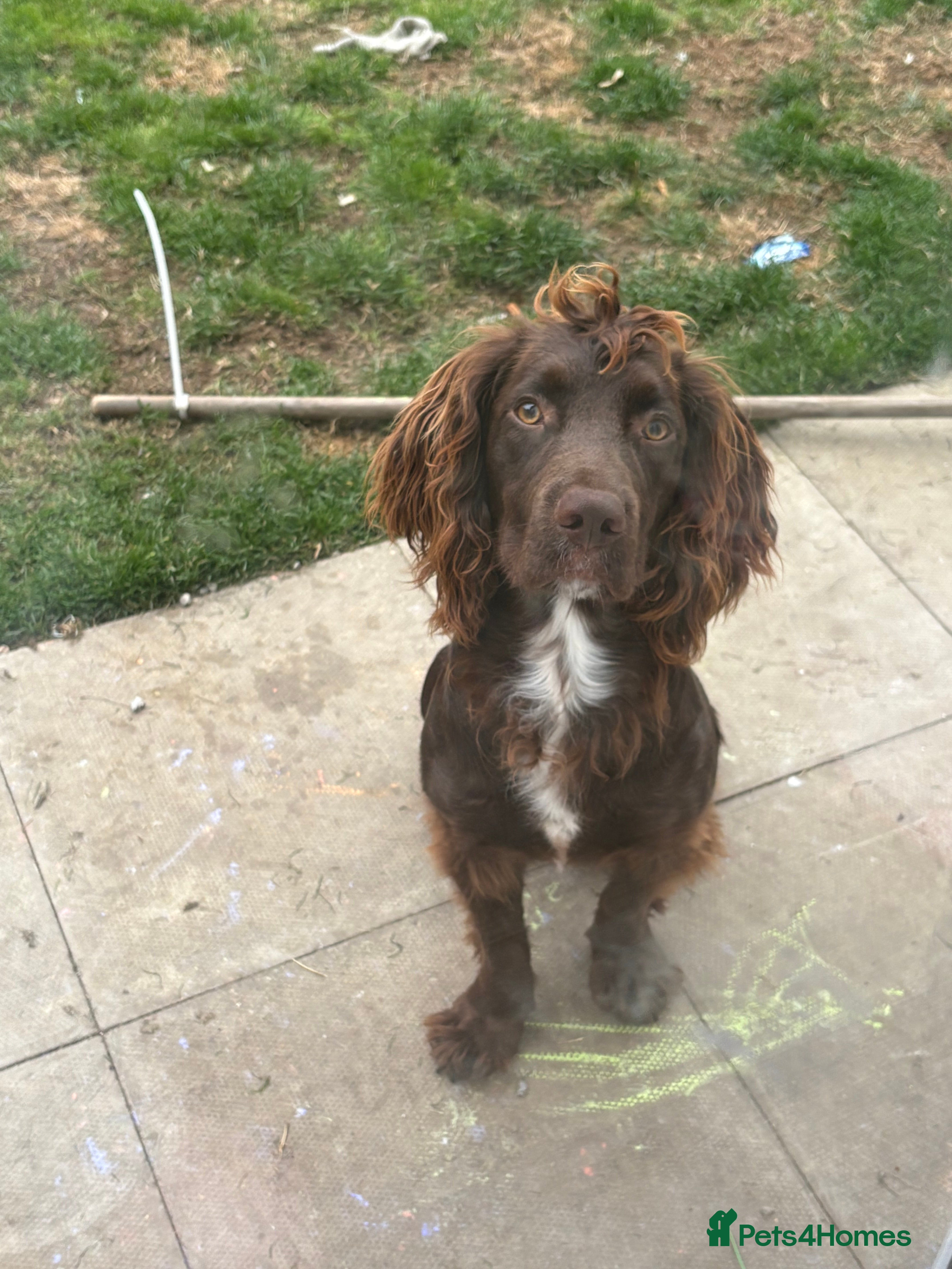 Cocker Spaniel dogs Male cocker spaniels - Advert 13