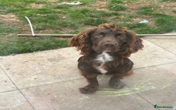 Cocker Spaniel dogs for sale: Male cocker spaniels - Image 1
