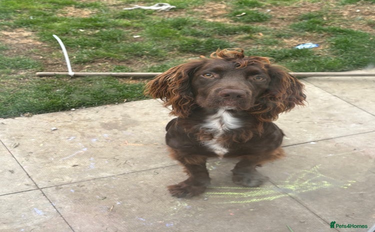 Cocker Spaniel dogs - Advert 1