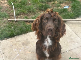 Cocker Spaniel dogs - Advert 10