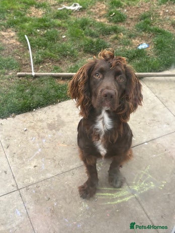 Cocker Spaniel dogs - Advert 1