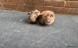 Guinea Pig rodents for sale: Stunning baby male guinea pigs  - Image 1