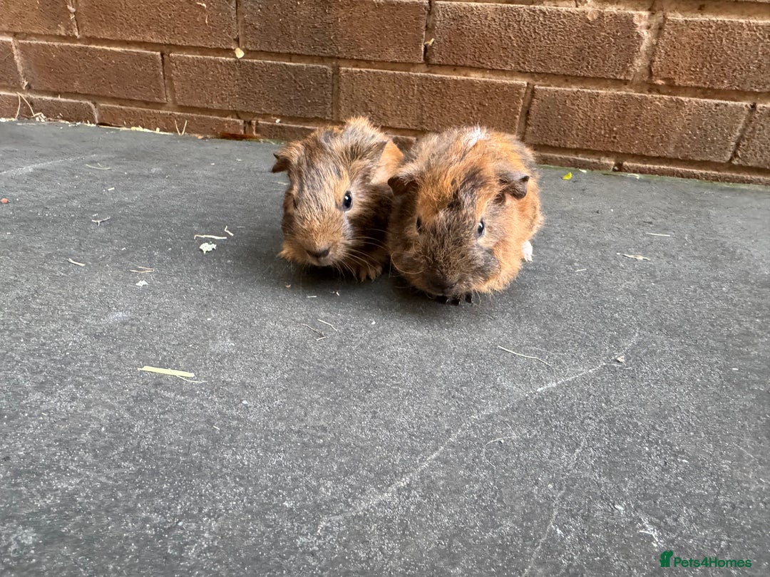 Guinea Pig rodents for sale: Stunning baby male guinea pigs  - Image 1