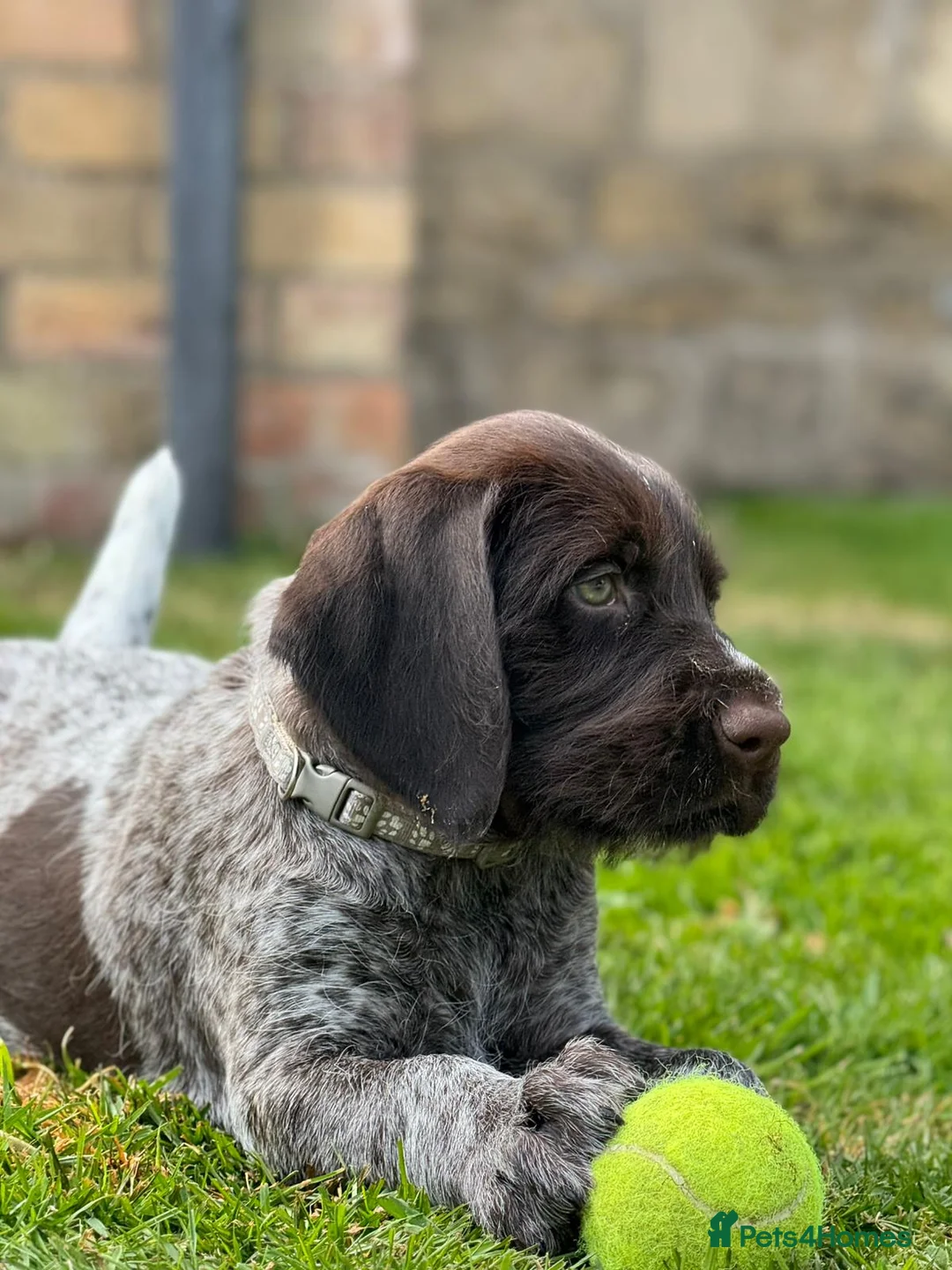German Wirehaired Pointer dogs for sale: COLLECTION THIS WEEKEND 🤍 KC REG GWP’s.  - Advert 2