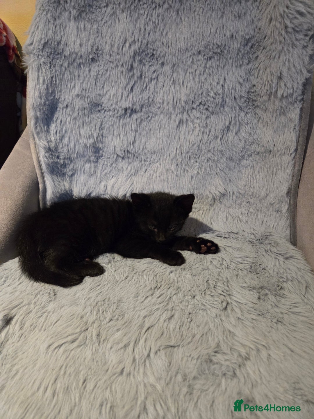 Domestic Shorthair cats for sale: 4 Beautiful Black Female Kittens - 8 Weeks Old - Advert 4