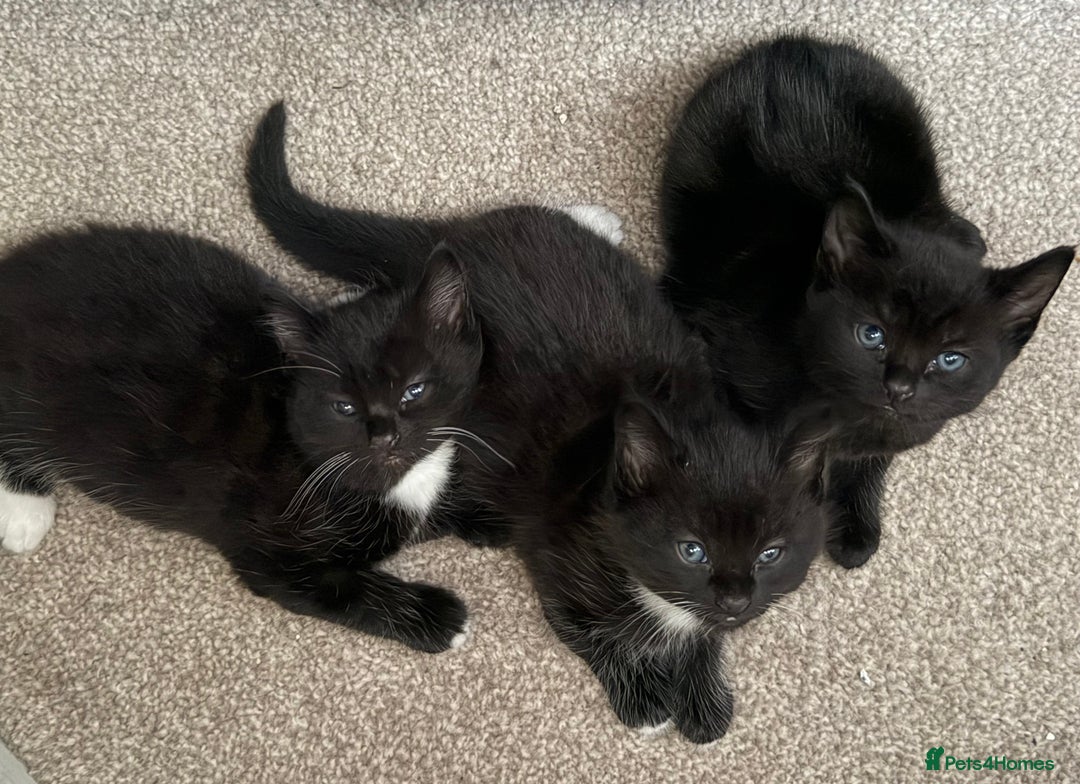 Mixed Breed cats for sale: Beautiful Mix Breed Kittens - Advert 7