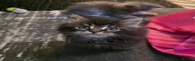 Maine Coon 1