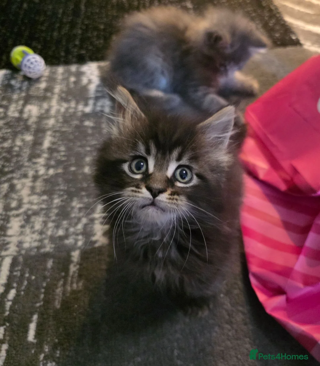 Maine Coon cats for sale: 2 beautiful mainecoons left - Advert 3