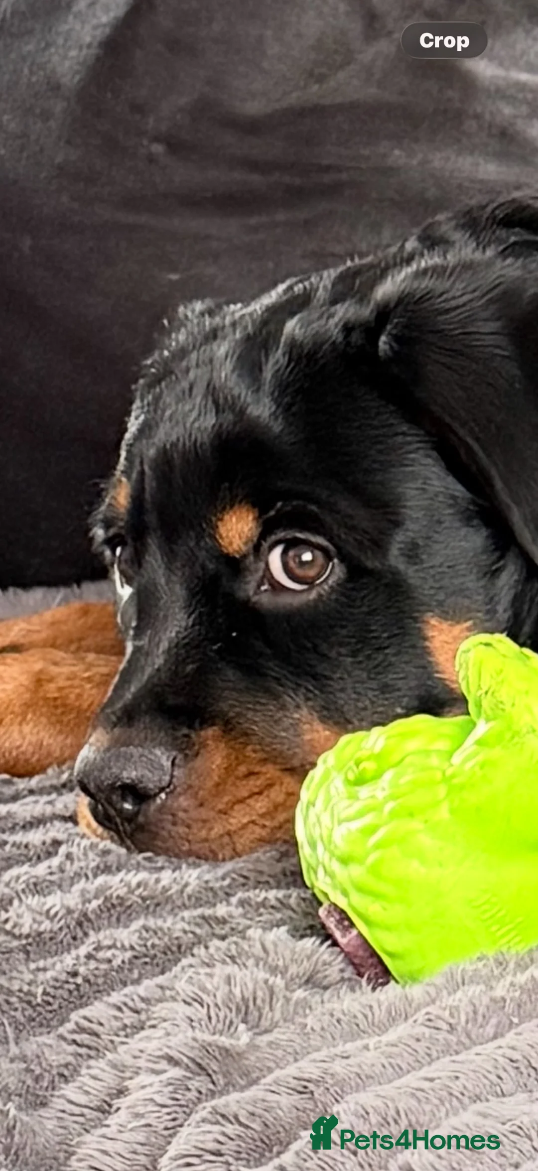 Rottweiler dogs for sale: 7 month old female Rottweiler  in Ripley - Advert 2
