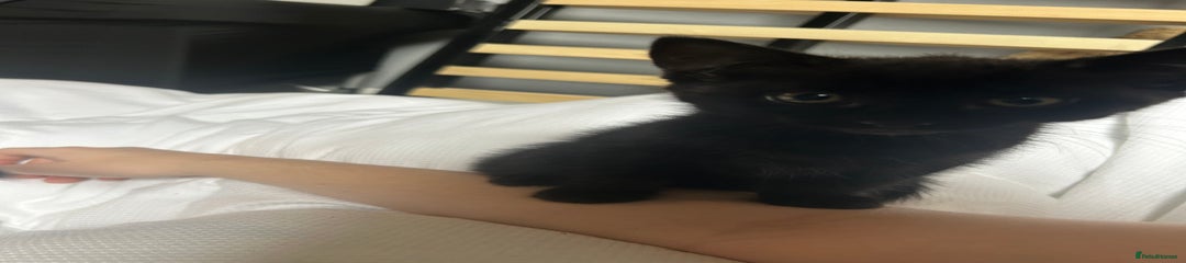 Domestic Shorthair Kitten 2