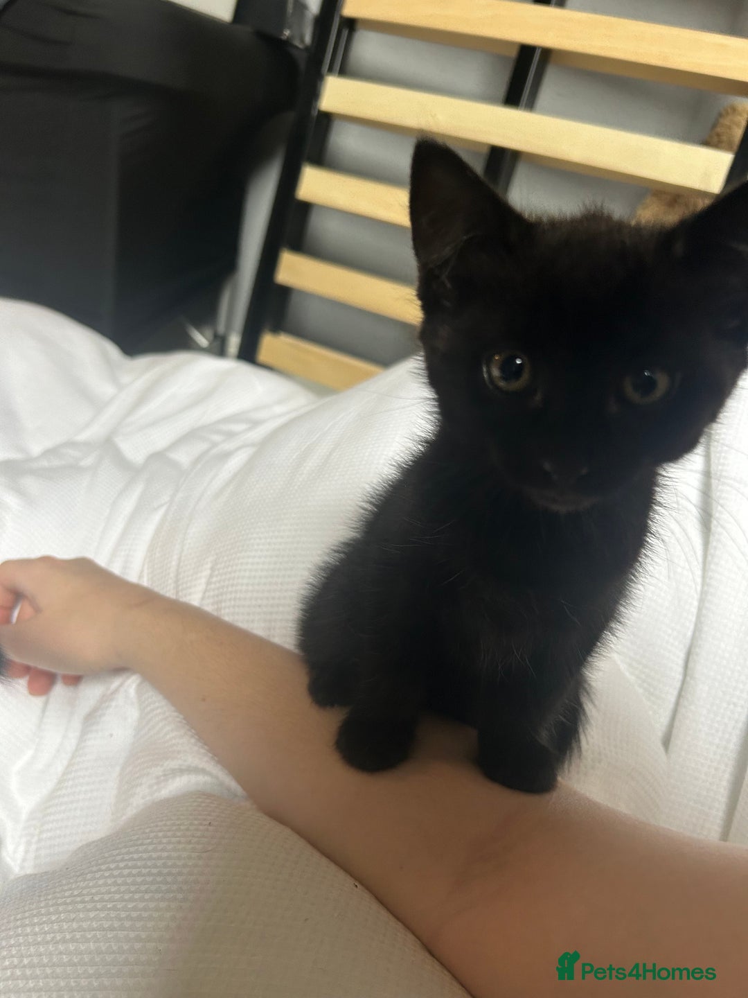 Domestic Shorthair cats for sale: Beautiful black domestic short hair kittens - Advert 5