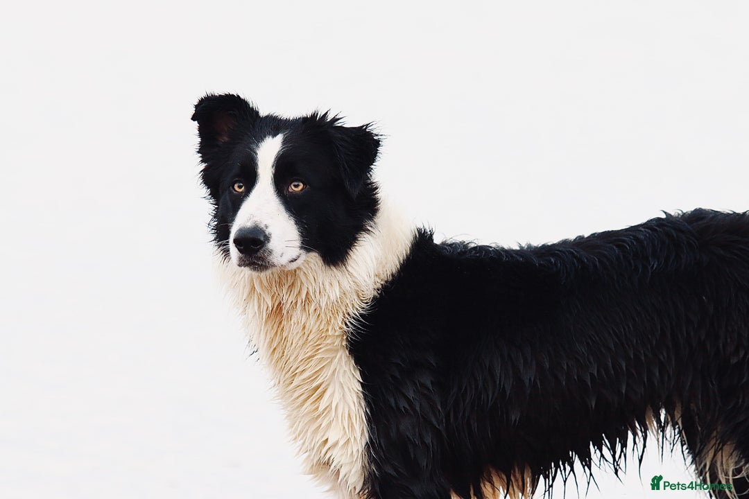 Border Collie dogs for sale: Beautiful KC rough coated border collie puppies  - Advert 9