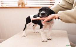 Pointer dogs for sale: English pointer puppies  - Image 25