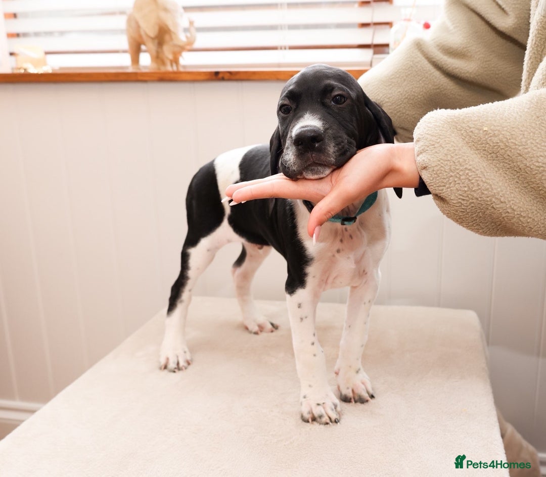 Pointer dogs for sale: English pointer puppies  - Image 25