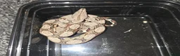 Boa Snake reptiles for sale: Baby Common Boa  - Advert 2