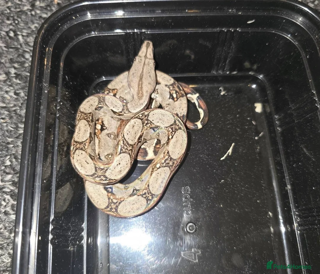 Boa Snake reptiles for sale: Baby Common Boa  - Advert 2