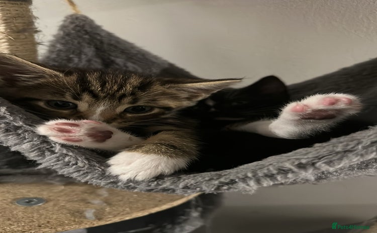 British Shorthair cats Kittens for Sale (two tabby and two tuxedo kitten) - Advert 1