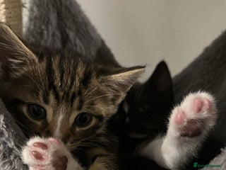 British Shorthair cats Kittens for Sale (two tabby and two tuxedo kitten) - Advert 9