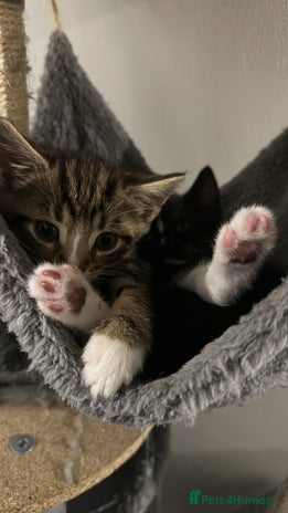 British Shorthair cats Kittens for Sale (two tabby and two tuxedo kitten) - Advert 1