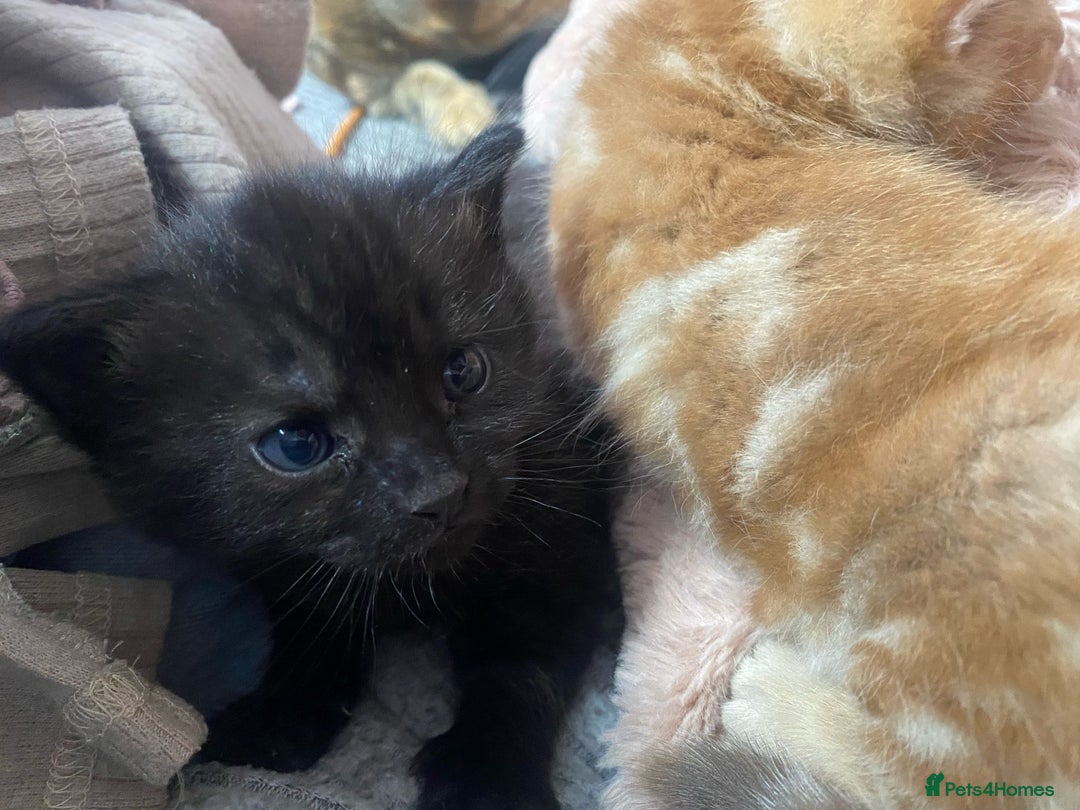 Mixed Breed cats for sale: A mum and litter opportunity ❤️ - Image 6