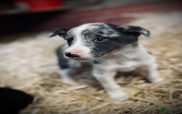Mixed Breed dogs for sale: Collie x puppies - Image 6