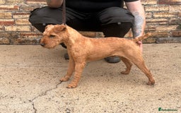 Lakeland Terrier dogs for sale: Quality Lakeland terrier looking for new home  - Image 6