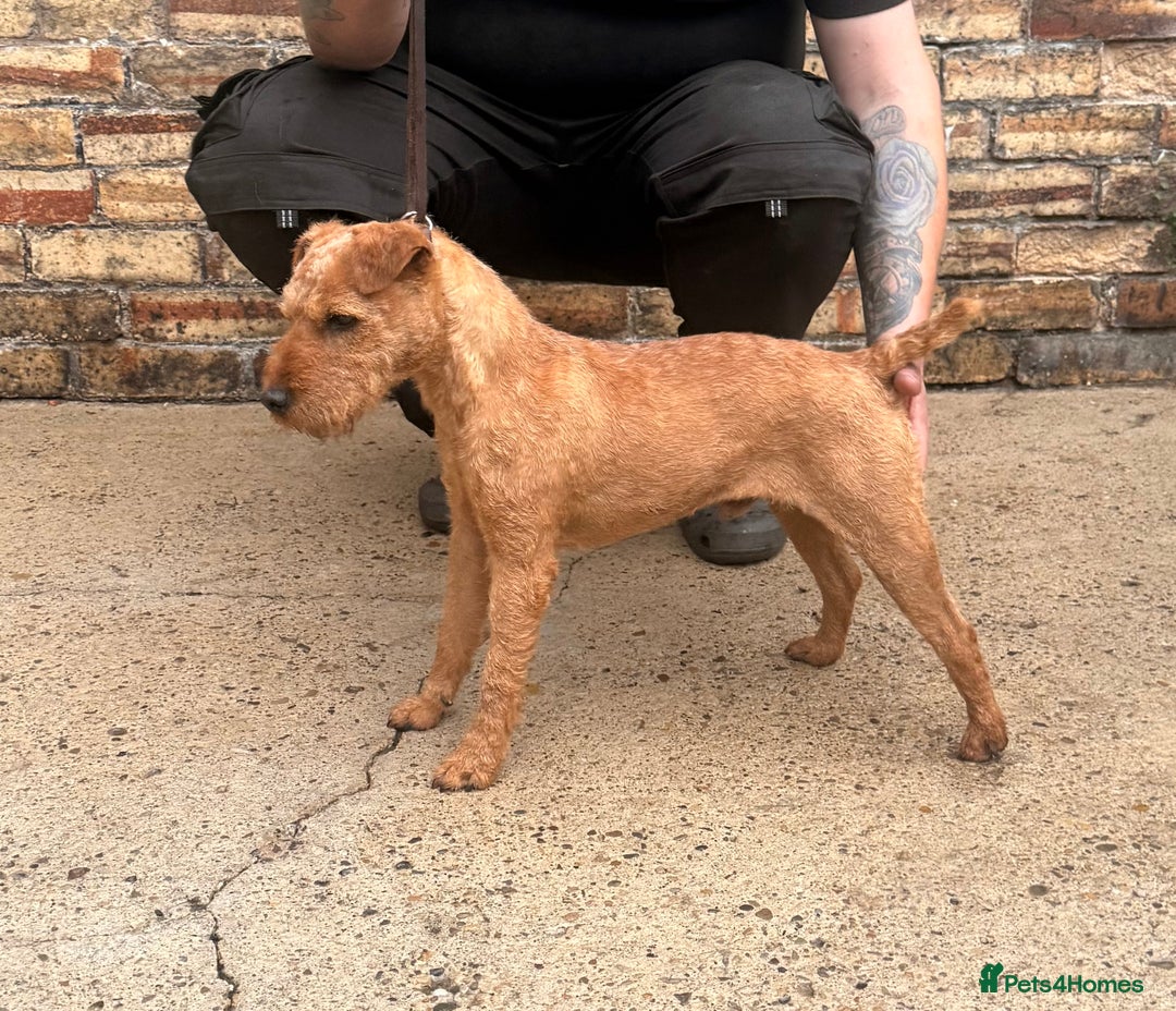 Lakeland Terrier dogs for sale: Quality Lakeland terrier looking for new home  - Image 6