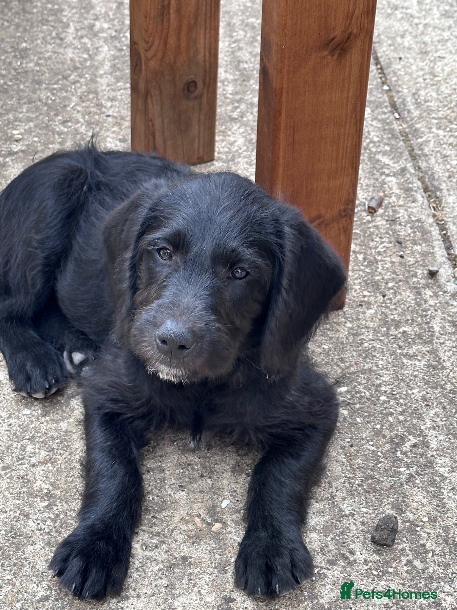 Labradoodle dogs READY NOW Beautiful happy labradoodle puppies - Advert 2
