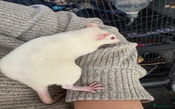 Rat rodents for sale: Fancy Siamese rats  - Advert 9