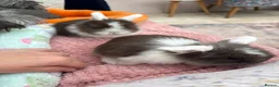 Mini Lop rabbits for sale: Raised indoors Mini lops/lion lops-vaccinated  - Advert 5
