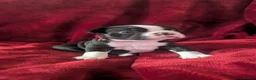 Boston Terrier dogs for sale: Boston Terriers for sale  - Advert 3
