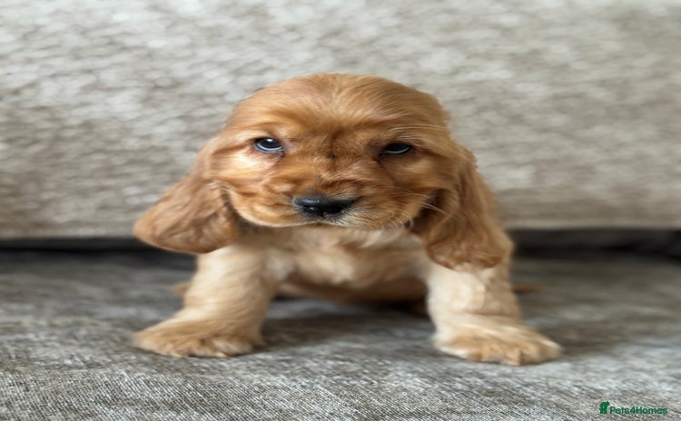 Cocker Spaniel dogs - Advert 1