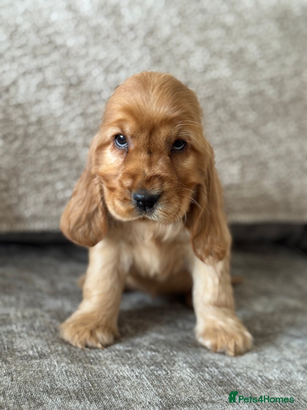 Cocker Spaniel dogs for sale: BEAUTIFUL KC SHOW TYPE COCKER SPANIELS  - Image 1